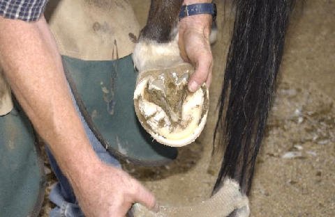 Chores-at-Connections