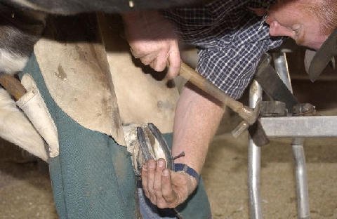 Chores-at-Connections