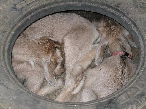 Critters at Connections