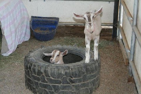 Critters at Connections