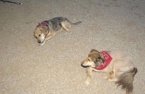 Critters at Connections