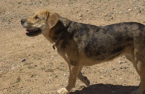 Critters at Connections