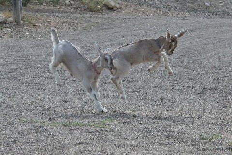 Critters at Connections