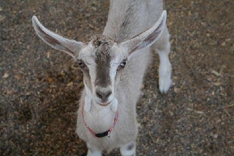 Critters at Connections