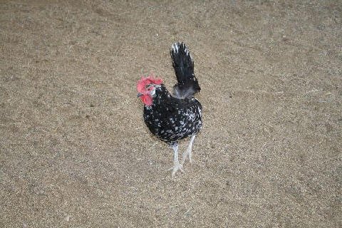 Critters at Connections