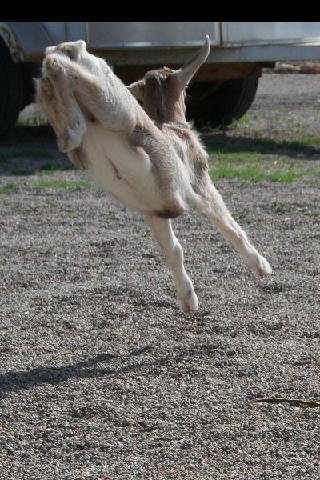 Critters at Connections