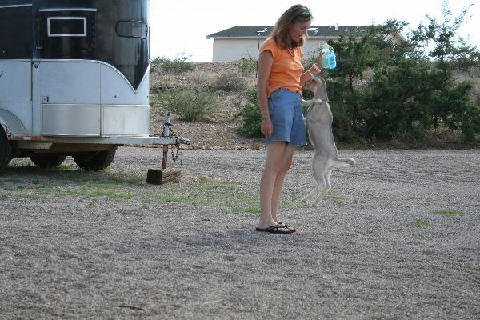 Critters at Connections