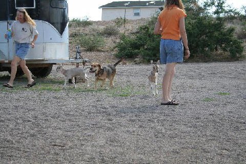 Critters at Connections