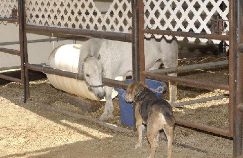 Critters at Connections