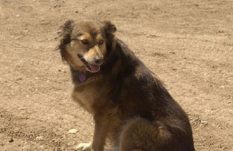 Critters at Connections