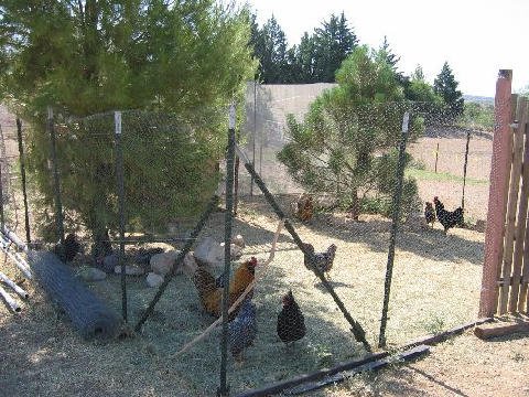 Critters at Connections