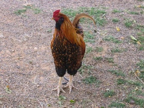 Critters at Connections