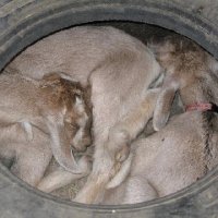 Critters at Connections