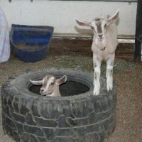 Critters at Connections