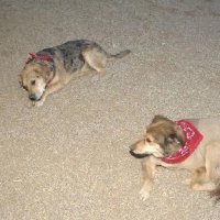 Critters at Connections