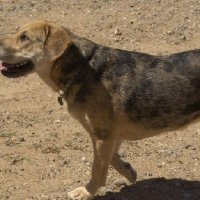 Critters at Connections