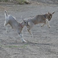 Critters at Connections