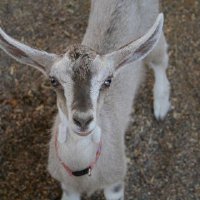 Critters at Connections