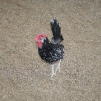 Critters at Connections