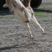 Critters at Connections