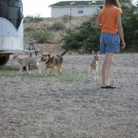 Critters at Connections