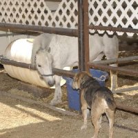 Critters at Connections