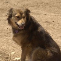 Critters at Connections