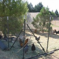 Critters at Connections