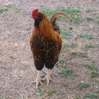 Critters at Connections