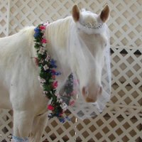 Photo Archive » Fleet-Miss-Te