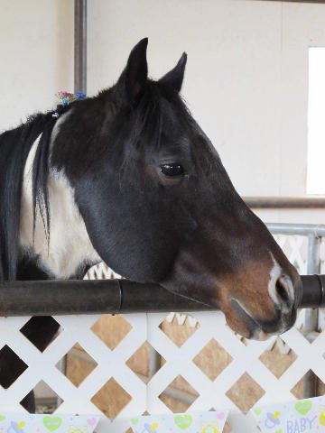 Foal-Shower