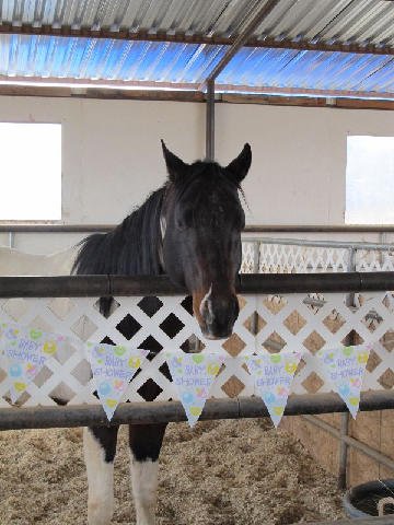 Foal-Shower
