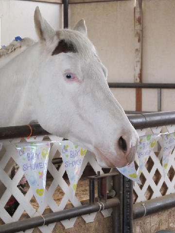 Foal-Shower