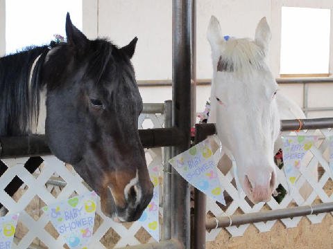 Foal-Shower