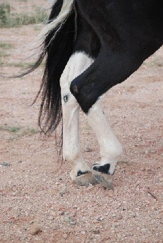 Horse-Show-April-21-2007