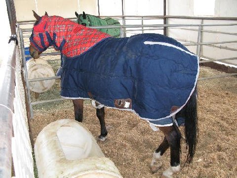 Horse-Show-April-21-2007