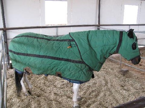 Horse-Show-April-21-2007