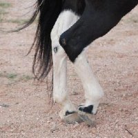 Horse-Show-April-21-2007