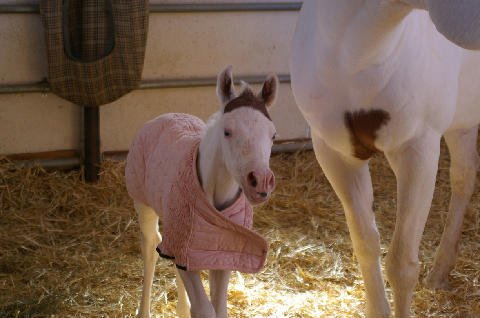 New-Foal