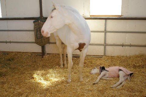 New-Foal