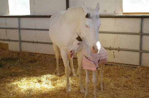 New-Foal