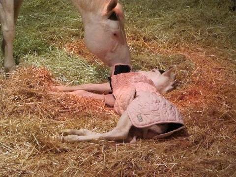 New-Foal