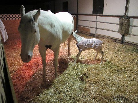 New-Foal