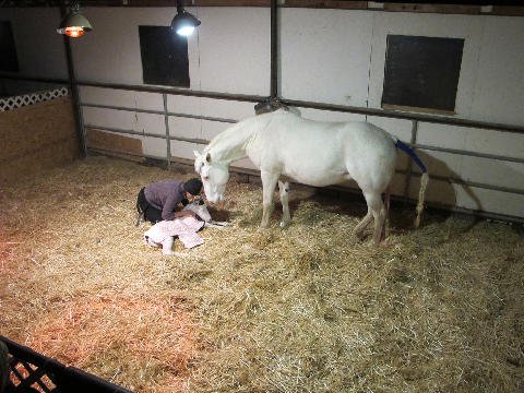 New-Foal