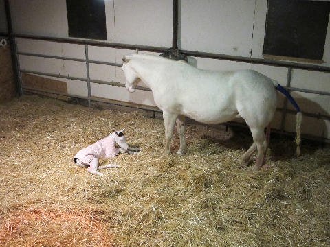 New-Foal