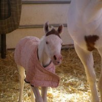 New-Foal