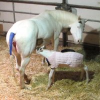 New-Foal