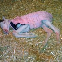 New-Foal