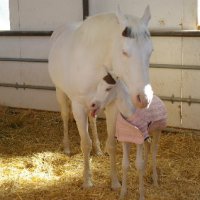 New-Foal