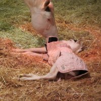 New-Foal